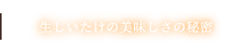 生しいたけの美味しさの秘密